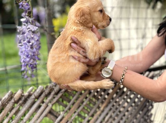 Golden Retriver Yavrulatım Sağlık Ve Irk Harantilidr görsel