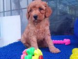 ORJİNAL TOY POODLE YAVRULARÜCRETSİZ DEĞİLDİR