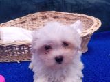 ORJİNAL MALTESE YAVRULAR