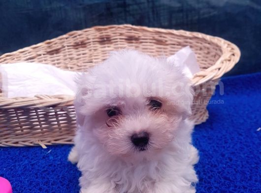 Orji̇nal Maltese Yavrular