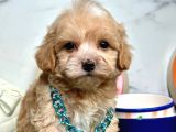 orjinal anne babadan maltipoo yavrular