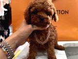 Mini Sevimli Toy Boy Poodle