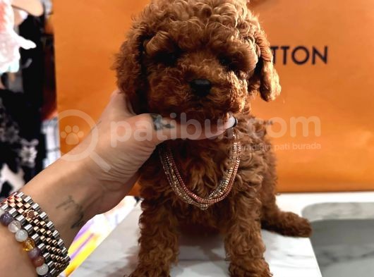Mini Sevimli Toy Boy Poodle görsel