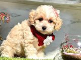 maltipoo dizayn ırk yavrular