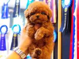Gerçek Kore Kani Toy Poodle Yavrulari̇mi̇z 