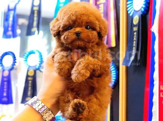 Gerçek Kore Kani Toy Poodle Yavrulari̇mi̇z  görsel