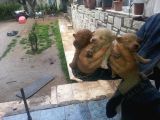 Safkan Poodle Yavruları Burkemden
