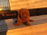 Bebek Yüzlü Poodle Yavrumuz
