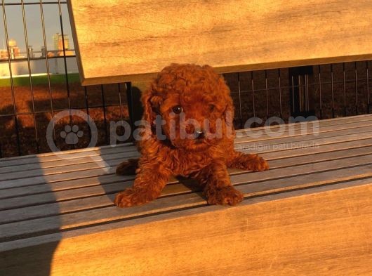 Bebek Yüzlü Poodle Yavrumuz görsel