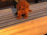 Bebek Yüzlü Poodle Yavrumuz