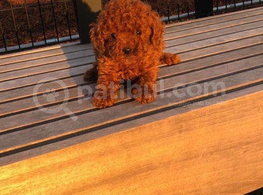 Bebek Yüzlü Poodle Yavrumuz görsel
