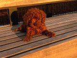 Bebek Yüzlü Poodle Yavrumuz