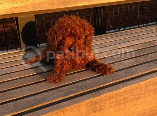 Bebek Yüzlü Poodle Yavrumuz