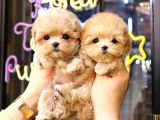 Kore Kani  Toy Poodle Yavrulari̇mi̇z
