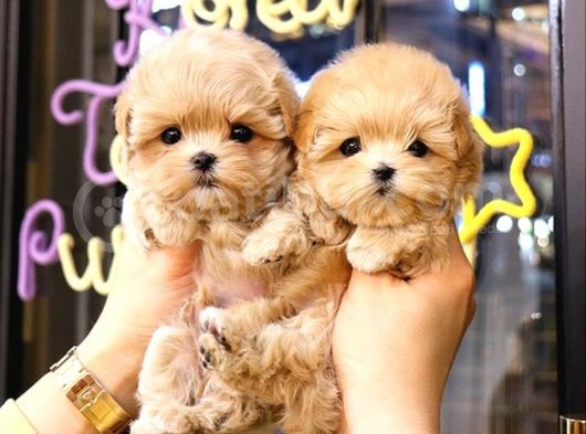 Kore Kani  Toy Poodle Yavrulari̇mi̇z görsel