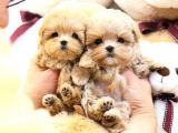 KORE KANI  TOY POODLE YAVRULARİMİZ