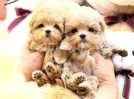 Kore Kani  Toy Poodle Yavrulari̇mi̇z