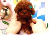 Star Güzelli̇kteki̇ Kore Kani Toy Poodle Yavrulari̇mi̇z