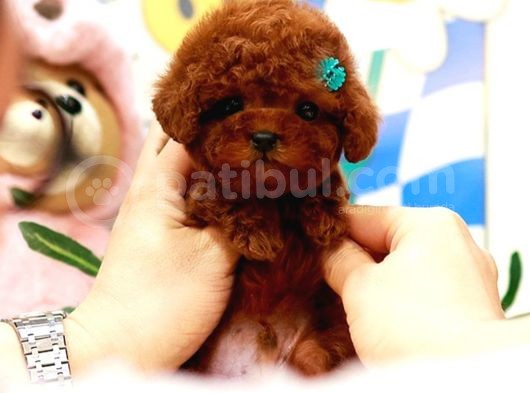 Star Güzelli̇kteki̇ Kore Kani Toy Poodle Yavrulari̇mi̇z görsel