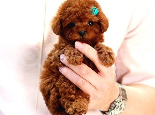 Star Güzelli̇kteki̇ Kore Kani Toy Poodle Yavrulari̇mi̇z görsel