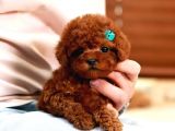 STAR GÜZELLİKTEKİ KORE KANI TOY POODLE YAVRULARİMİZ