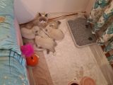 British Shorthair Yavrular