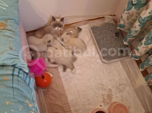 British Shorthair Yavrular görsel