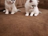 British Shorthair Yavrular