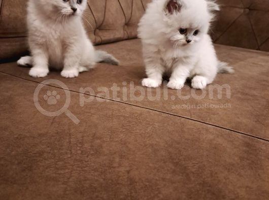 British Shorthair Yavrular görsel