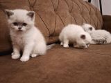 British Shorthair Yavrular