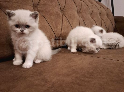 British Shorthair Yavrular görsel