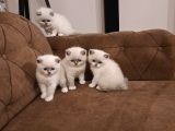 British Shorthair Yavrular