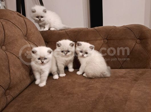 British Shorthair Yavrular