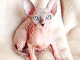 Erkek Yavru Odd Eyes Babasından