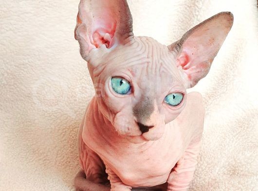 Erkek Yavru Odd Eyes Babasından