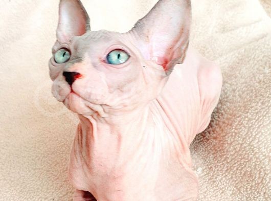 Erkek Yavru Odd Eyes Babasından görsel