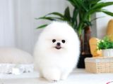 Orjinal pomeranian