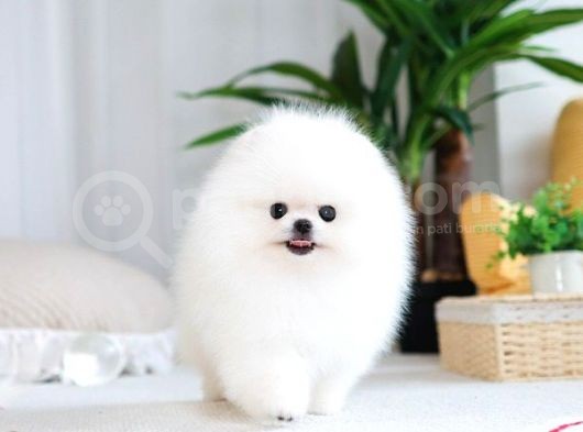 Orjinal Pomeranian