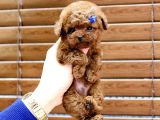 Mükemmel Kali̇tedeki̇ Toy Poodle Yavrularim