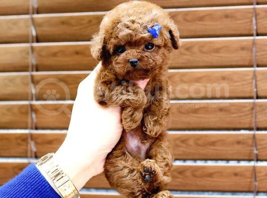 Mükemmel Kali̇tedeki̇ Toy Poodle Yavrularim görsel