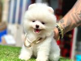 Pomeranian Irkının En Güzel Bebekleri