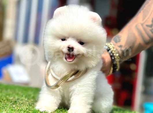 Pomeranian Irkının En Güzel Bebekleri görsel