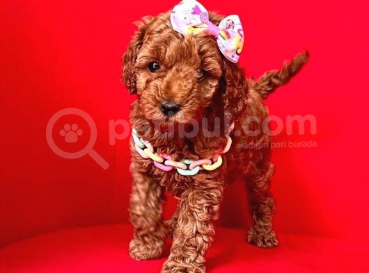 Safkan Toy Poodle Yavrularımız görsel