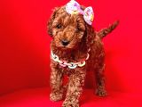 Safkan Toy Poodle Yavrularımız