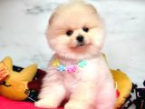 Gülen Surat Pomeranian Yavrular