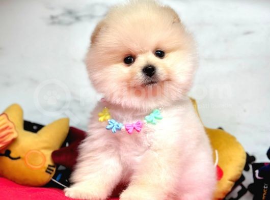 Gülen Surat Pomeranian Yavrular görsel