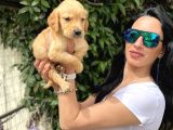 Golden Retriver Yavrulatım Sağlık Ve Irk Harantilidr