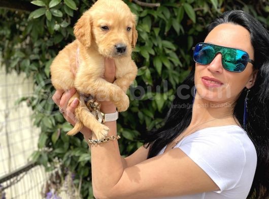 Golden Retriver Yavrulatım Sağlık Ve Irk Harantilidr görsel