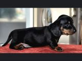 Ev Üretimi Safkan Dachshund Yavrularımız