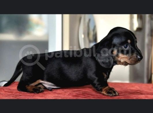 Ev Üretimi Safkan Dachshund Yavrularımız